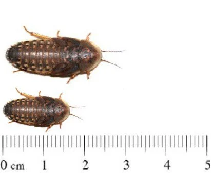 Dubias subadult tot volwas 250 stuks per bak