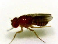 Fruitvliegen Groot ( ALLEEN VERS opgezet )