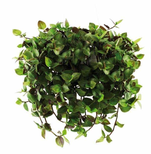 Golliwoog® hangplant