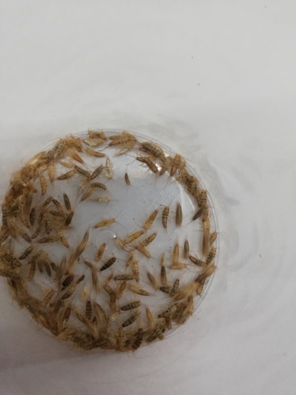 Ovenvisjes ( volle bakjes )