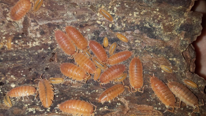 Porcellio laevis (Orange ) 15 - 20 stuks