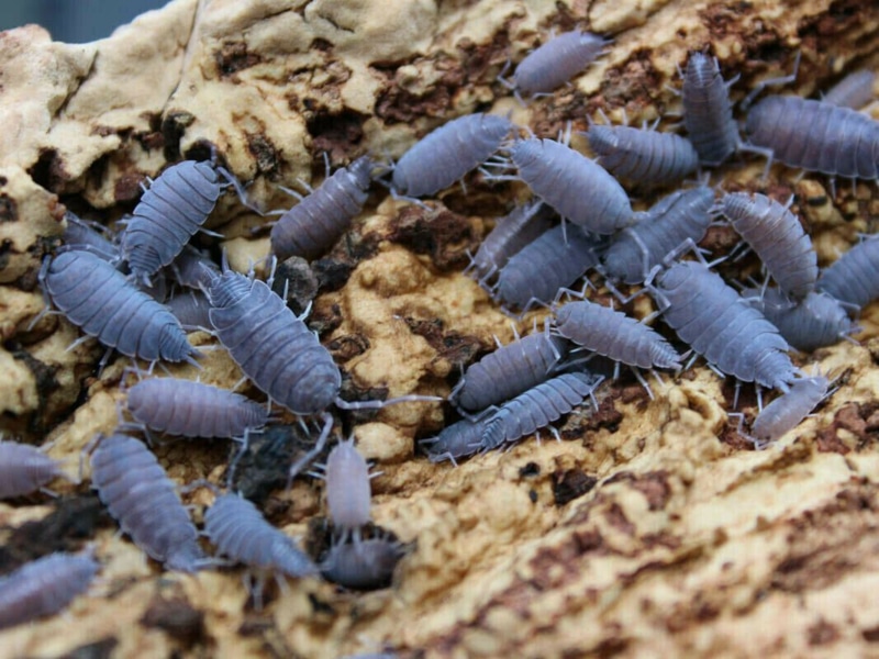 Porcellio pruinosus, P.pruinosus ( Blue )
