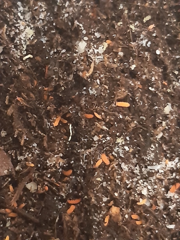 Rode Springstaartjes ( Bilobella braunerae )