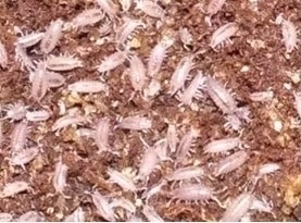 Tropische pissebedden ( Bakje )