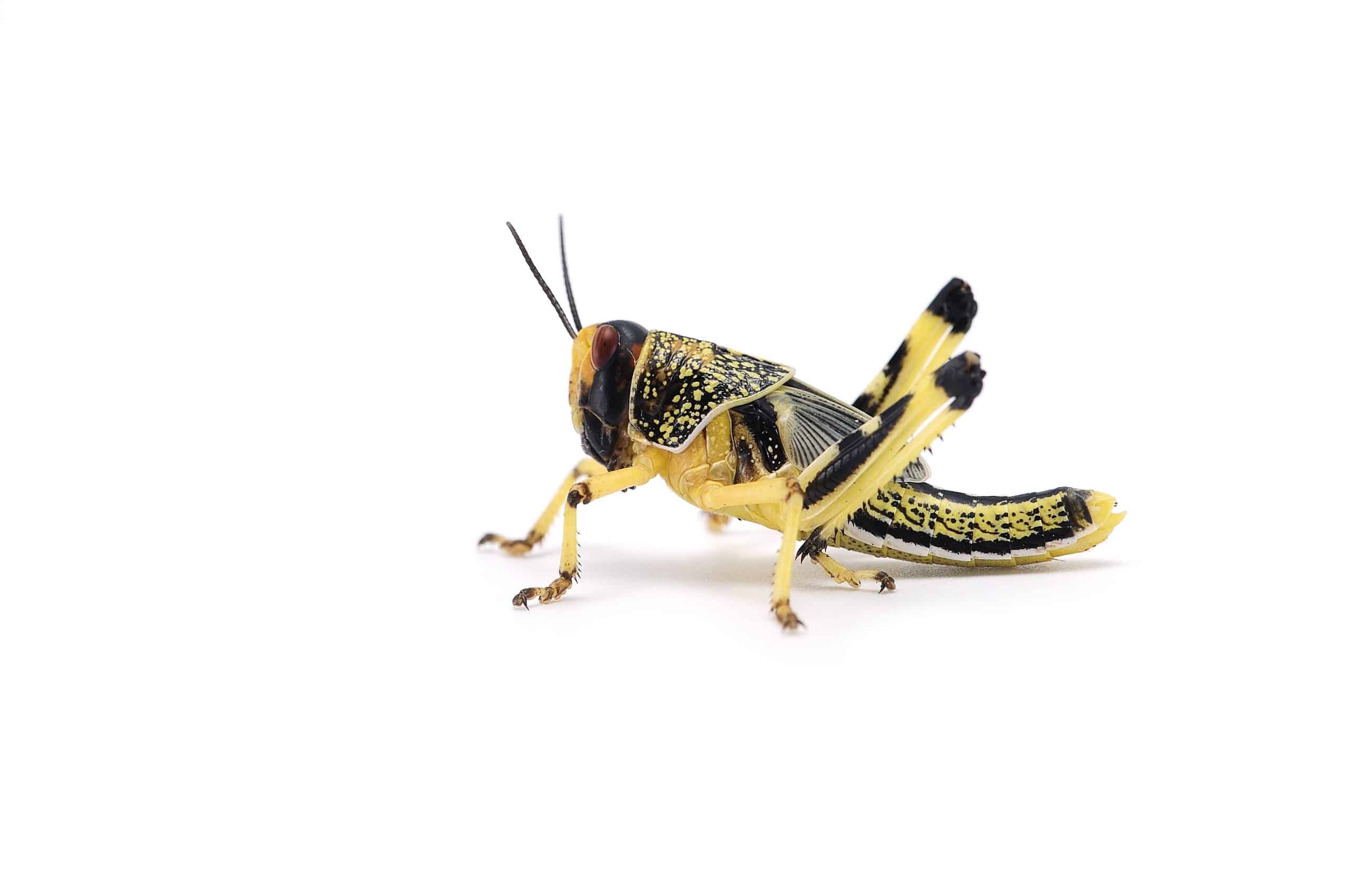 Woestijnsprinkhaan kleine middel - 13 stuks - ca 2,5 - 3 cm