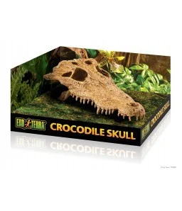 Crocodile skull