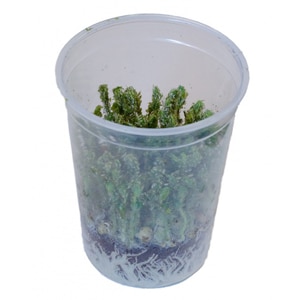 Erwtenluis Licht groene Luizen ( 1 Liter pot )