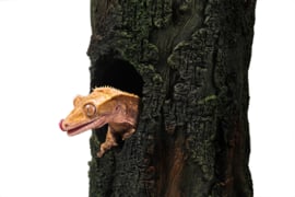 geckoboom2