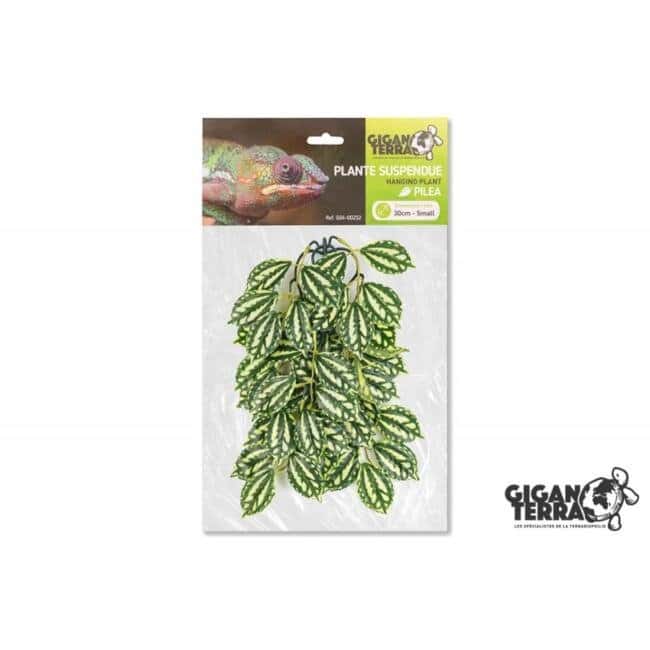 GiganTerra hangplant Pilea small