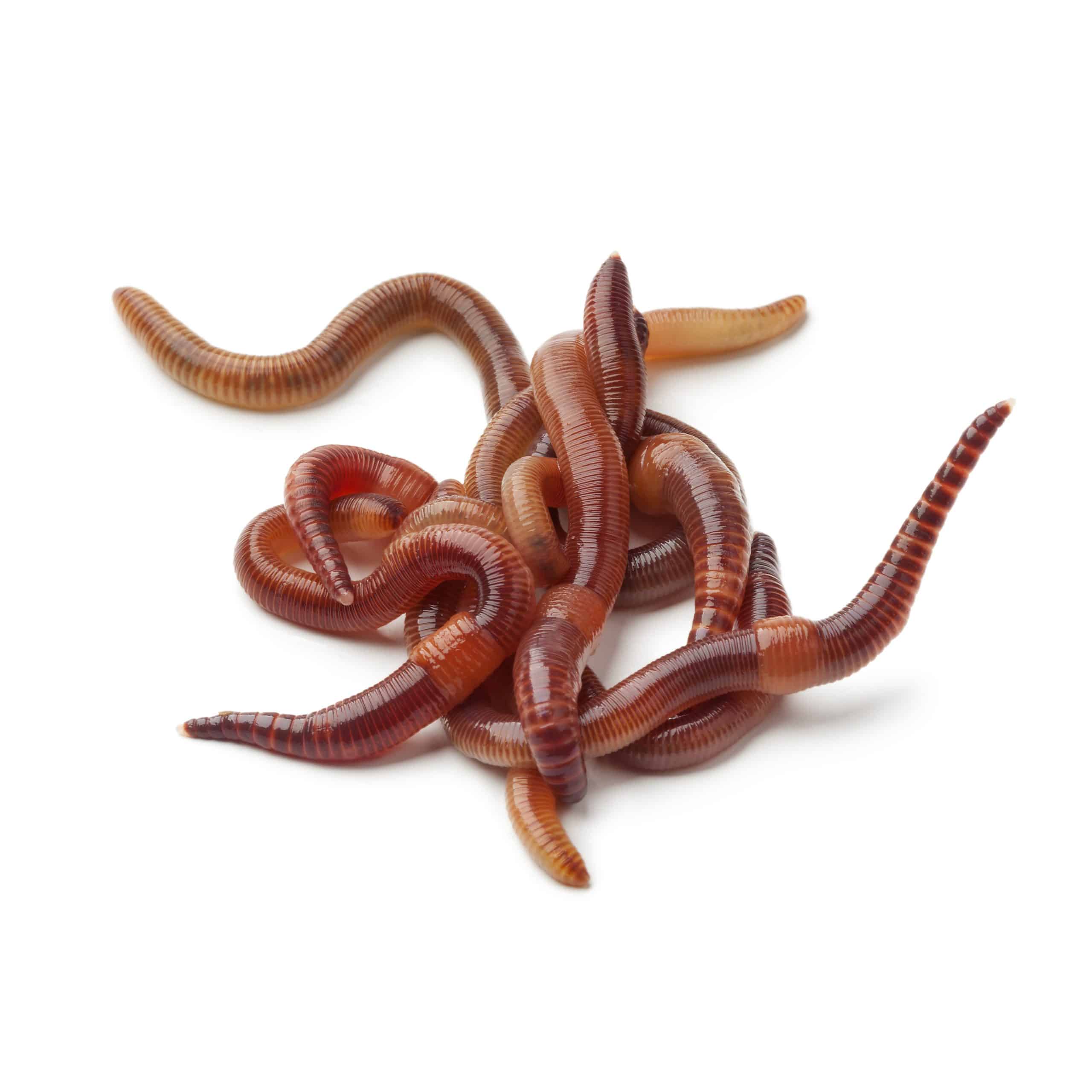 Dendrobena Veneta Middel (Regenwormen) - ca 20 stuks