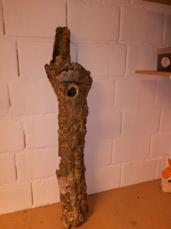 Kurkstam Hol 80 x 14 cm Breedste punt 22 cm