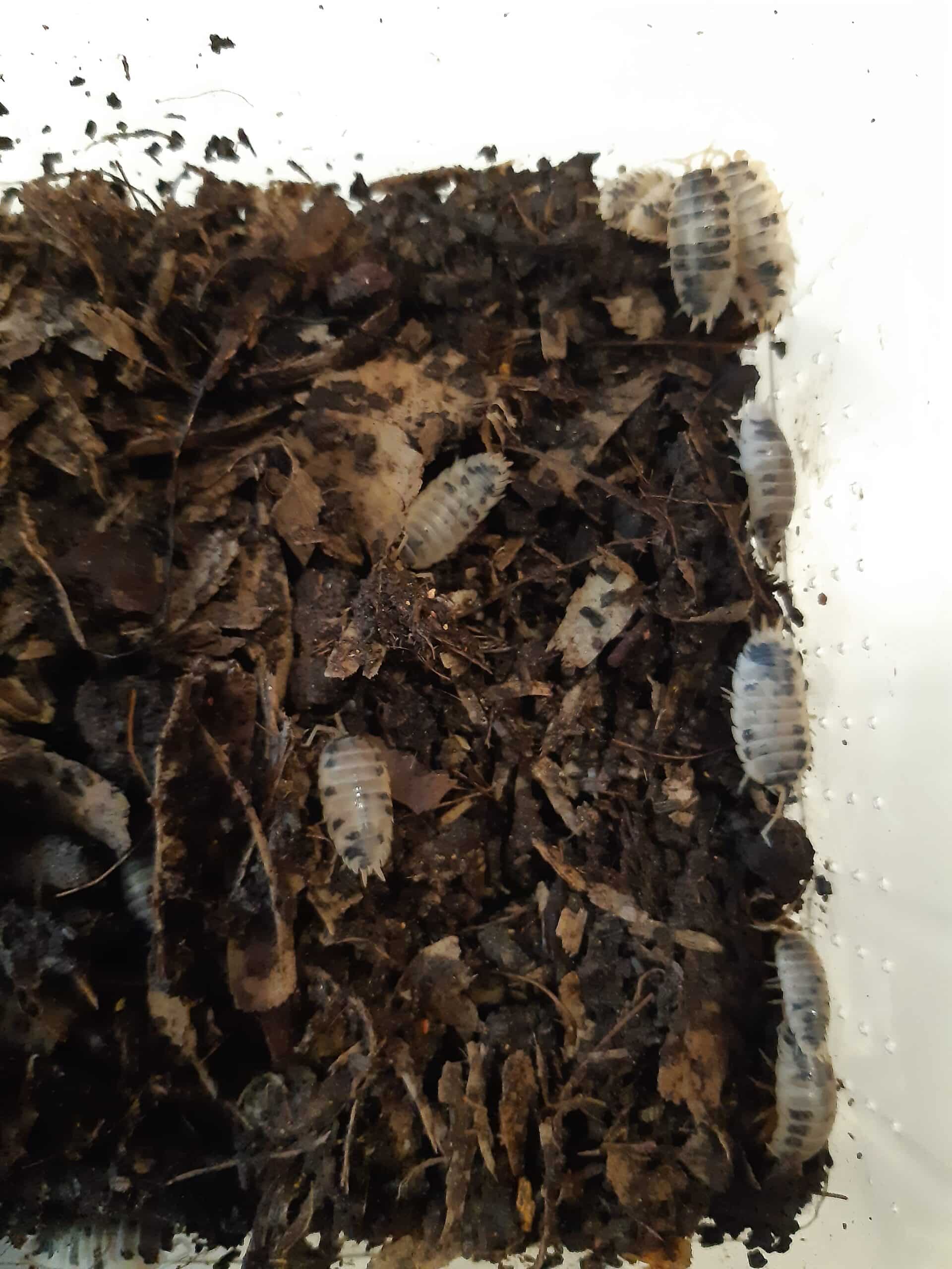 Porcellio laevis ( pissebed Panda ) ( Bakje )